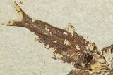 Two Detailed Fossil Fish (Knightia) - Wyoming #234203-1